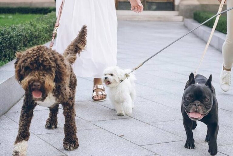 dog sitter che porta cani al guinzaglio